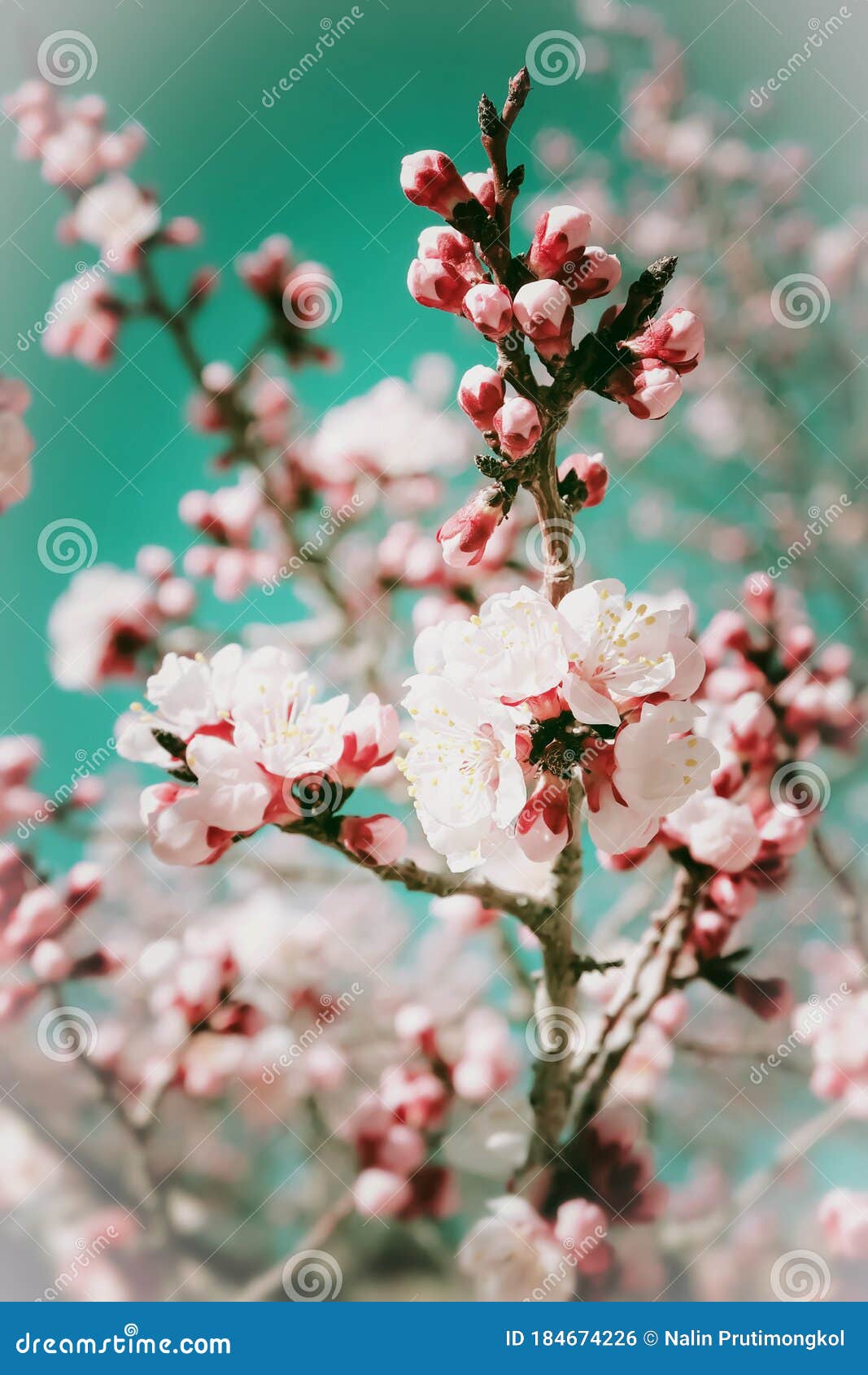 blooming tree with pink flowers.apricot flower nature background